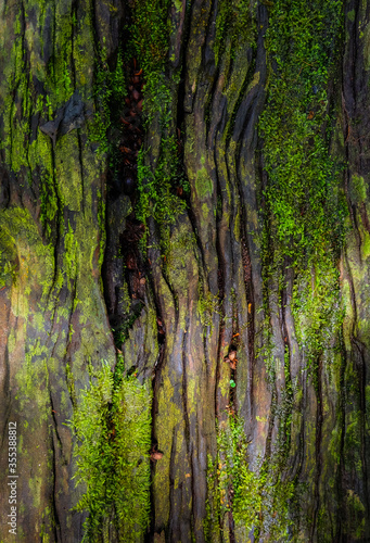 Surface and texture of the grain wood covered with green moss lichen