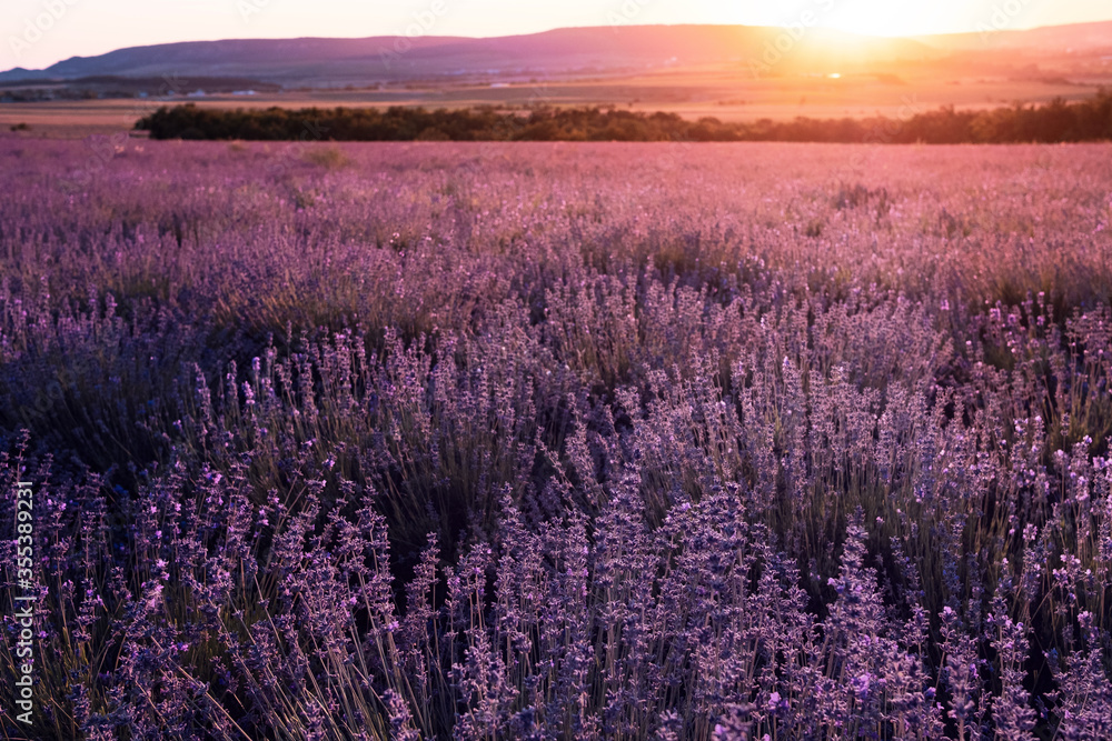 Fototapeta premium Lavender Field in the summer sunset time