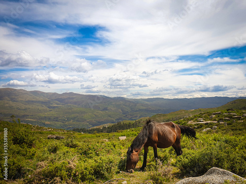 Wild horse in open field © José Eduardo Fontes