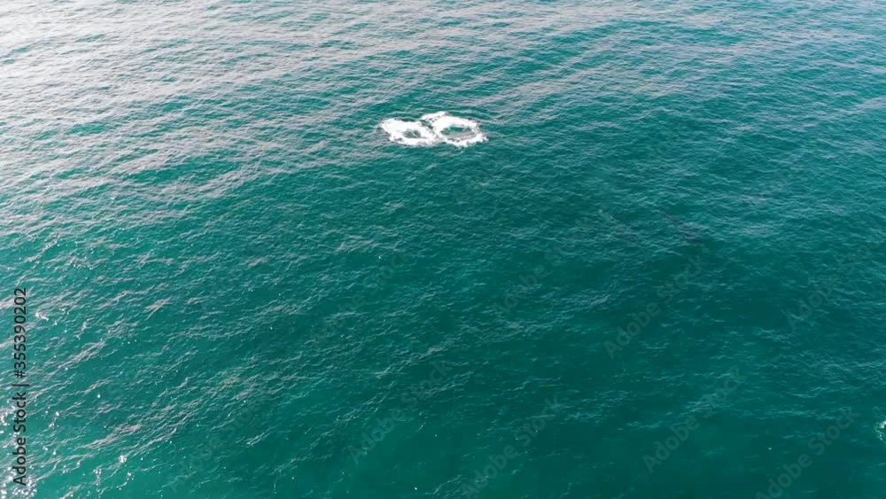Slow Drone Shot of A Pod of Humpback Whales Breaching Out of The Pacific Ocean Near Coffs Harbour in Australia Slow Drone Shot of A Pod of Humpback Whales Breaching Out of The Pacific Ocean Near Coffs Harbour in Australia