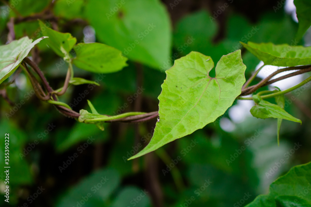 A Leaf of Medicine. Different names in different countries, Climbing Hempweed, American rope, Bittervine, Chinese creeper, Mikania vine. Mikania micrantha Asteraceae. A Leaf of Medicine. Different names in different countries, Climbing Hempweed, American rope, Bittervine, Chinese creeper, Mikania vine. Mikania micrantha Asteraceae.