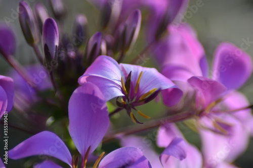 Blühende Spinnenblume (Cleome)