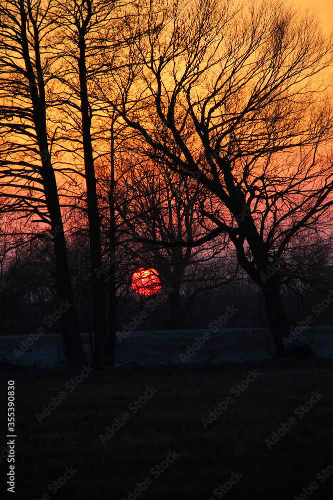Naklejka premium dramatic orange sunset and tree silhouettes