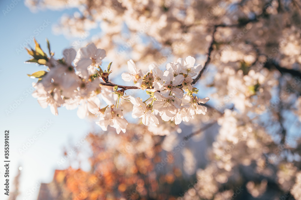 Beautiful blossoming tree on spring season. Close-up photo with great golden hour light.