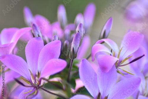 Blühende Spinnenblume (Cleome)