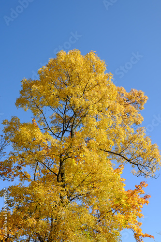 Yellow maple against the sky. Beautiful autumn tree.