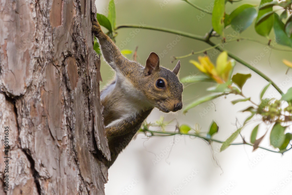 Gray Squirrel at Stephen C. Foster, Okefenokee Swamp, Charlton County, Georgia, USA Gray Squirrel at Stephen C. Foster, Okefenokee Swamp, Charlton County, Georgia, USA