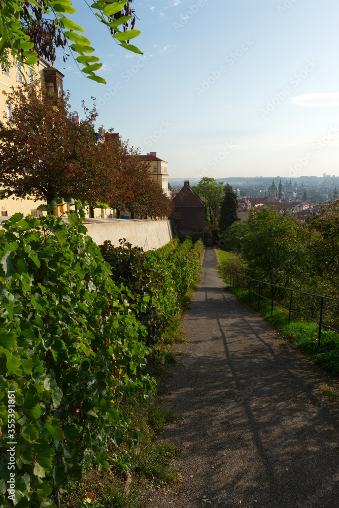 A narrow path along the vineyards. View of Prague in the background.