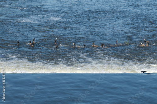 Cormorants stand on stones in the middle of the river.