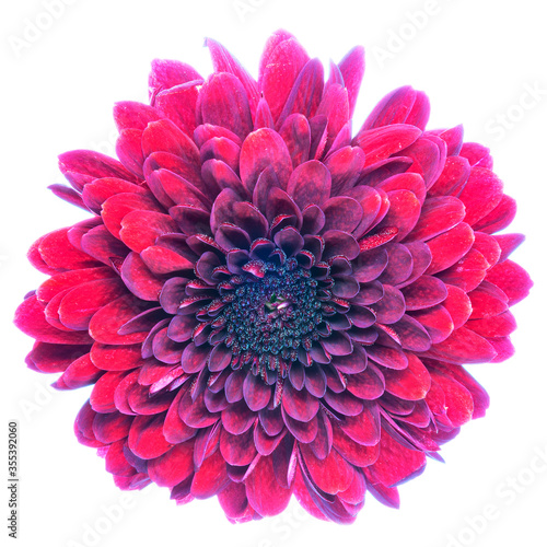 Fototapeta Naklejka Na Ścianę i Meble -  One red blooming chrysanthemum flower