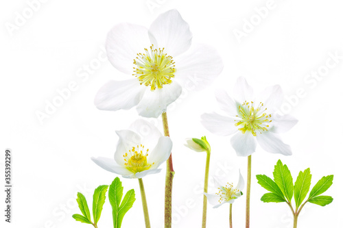 Bild auf Leinwand Collage of white blooming Black Hellebore, Christmas Rose, Christmas-rose