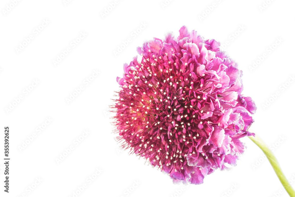 One pink blooming scabiosa flower
