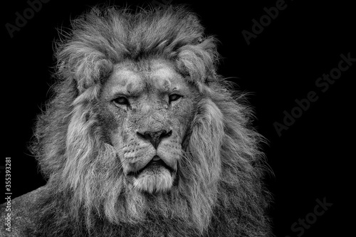 One isolated lion in black and white