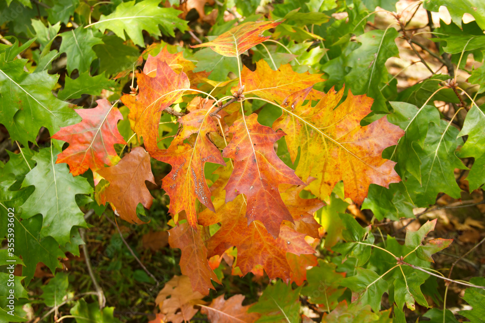 yellowed oak leaves. background of autumn leaves. yellowed oak leaves. background of autumn leaves.