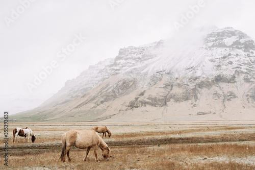 Three horses pinch grass in the field, against the backdrop of snow-capped mountains. The Icelandic horse is a breed of horse grown in Iceland. © Nadtochiy