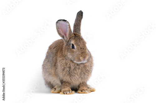 Adorable cute little brown easter bunny isolated on white background. Portrait of brown furry beautiful rabbit. Pet, animal and easter concept.