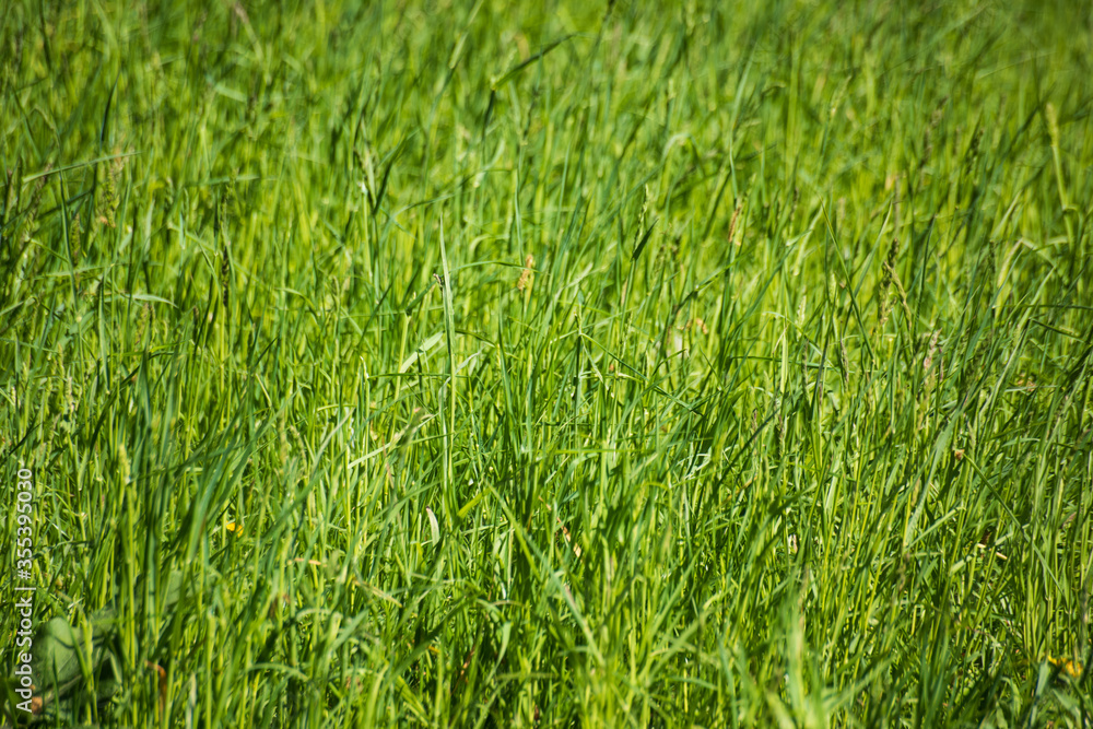 Obraz premium Side view of long green grass