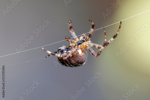 Araneus Diadematus - European Garden Spider or Cross Orb-Weaver Spider in close up with selective focus. These spiders can grow up to 13mm and can be found in woodland and gardens across Britain.
