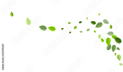 Grassy Leaf Wind Vector Branch. Tea Greens 