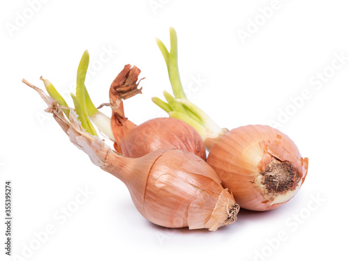 Sprouted onion bulbs