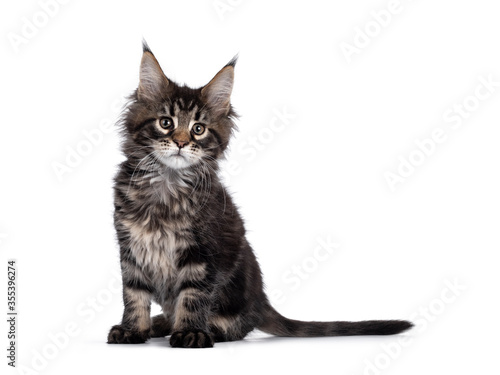 Cute classic black tabby Maine Coon cat kitten, sitting side ways. Looking beside camera. Isolated on white background.