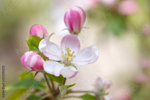 Fototapeta Naklejka Na Ścianę i Meble -  Spring Blossom - plum tree flowers before fruits appear. 