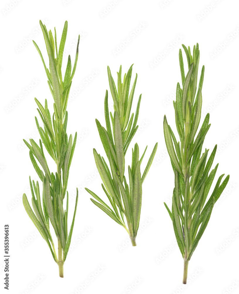 Rosemary on white Rosemary on white