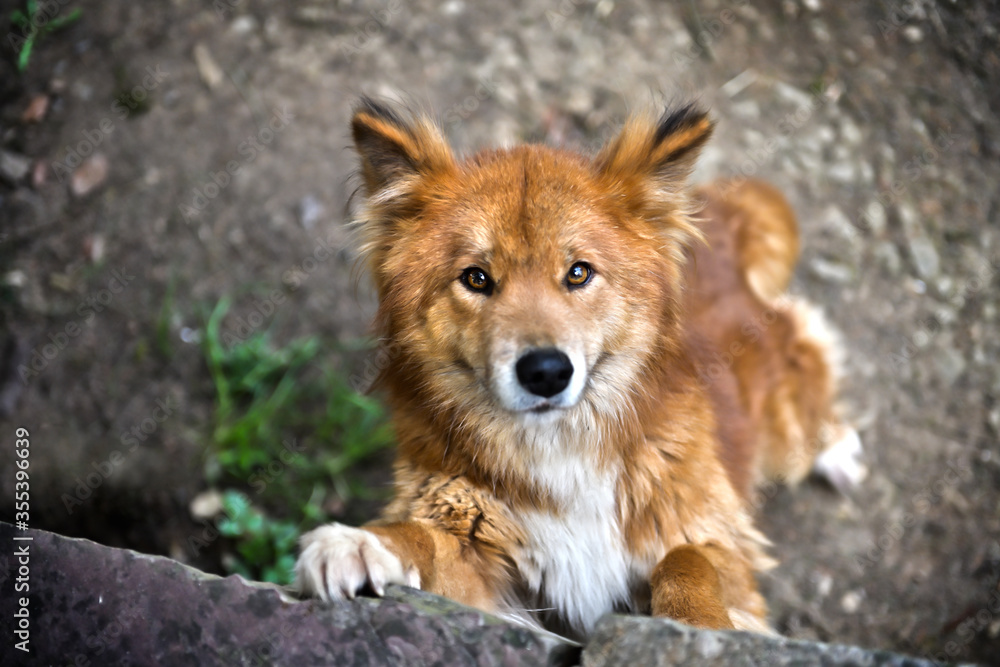 neugieriger Dingo neugieriger Dingo