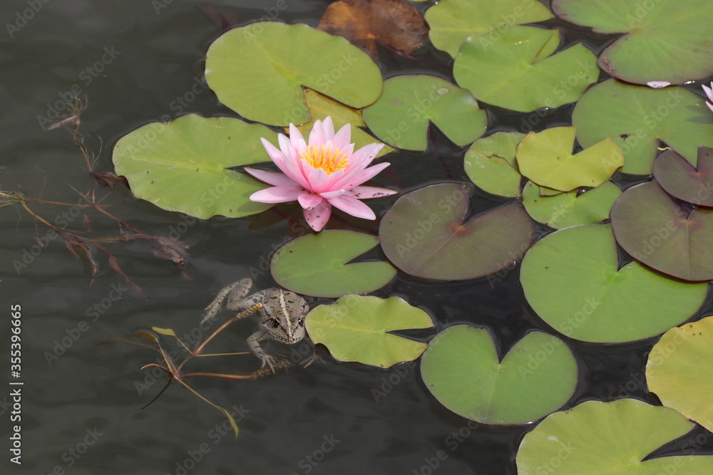 water lily in the pond water lily in the pond