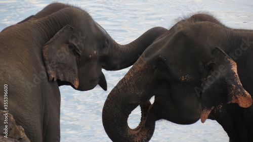 Photography elephants in the water