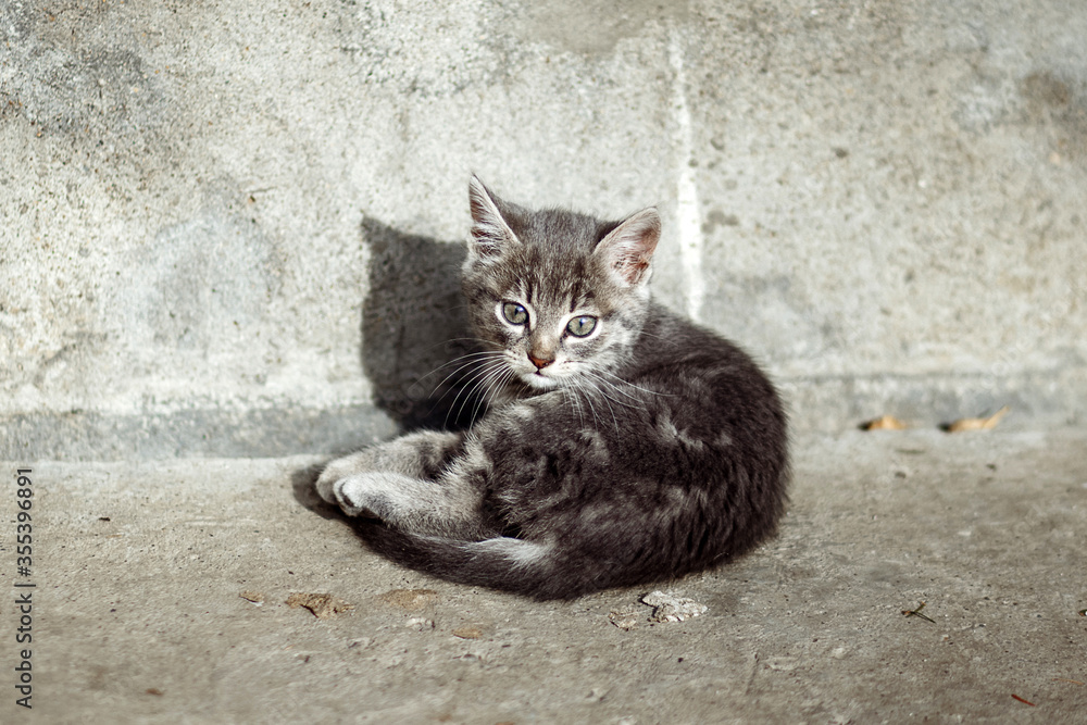 The kitten is lying on the concrete.