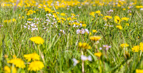 Yellow dandelions on a sunny spring day. Background from dandelions. Bright summer lawn with yellow flowers and tall fresh green grass. Soft focus and beautiful bokeh. Vintage photo processing