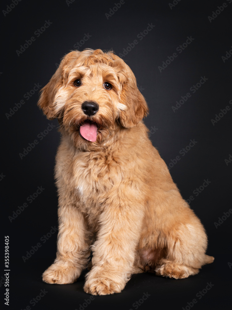 Cute Labradoodle pup, sitting side ways. Looking towards camera with droopy eyes. isolated on black background. Mouth open and tongue out.