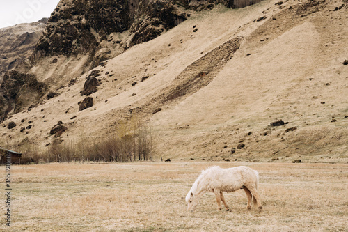 The Icelandic horse is a breed of horse grown in Iceland. A cream horse with a white mane grazes on a field near the mountain, there is dry yellow grass.