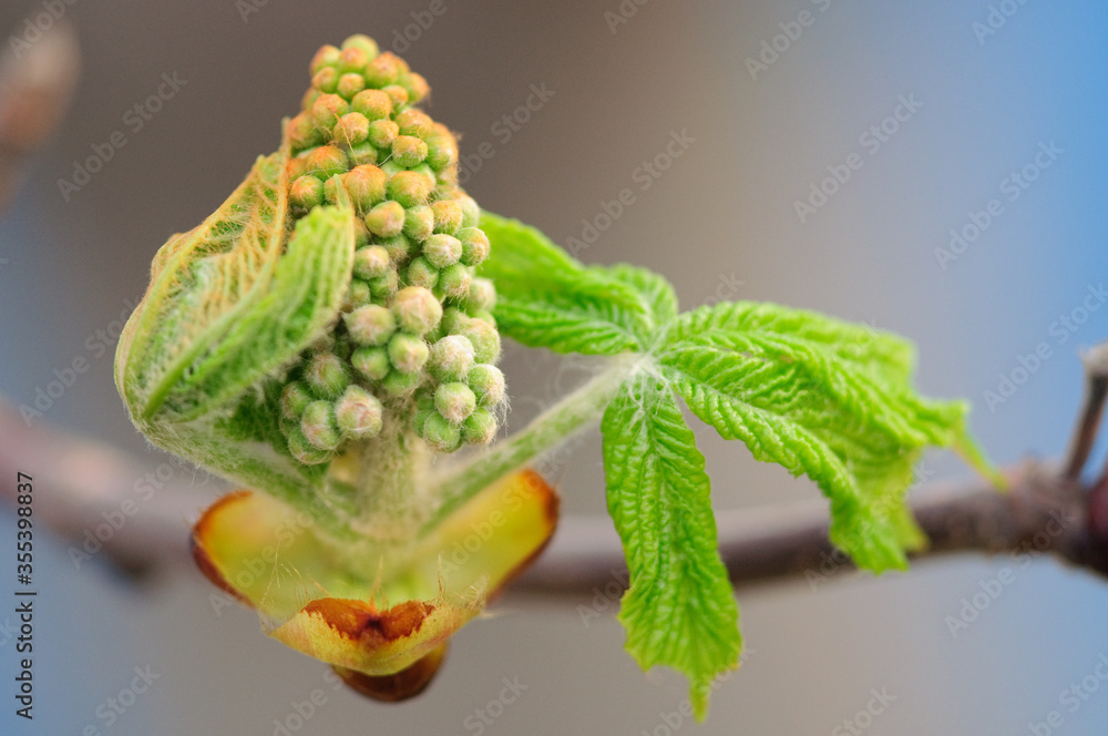 Flowering chestnut tree in spring Flowering chestnut tree in spring