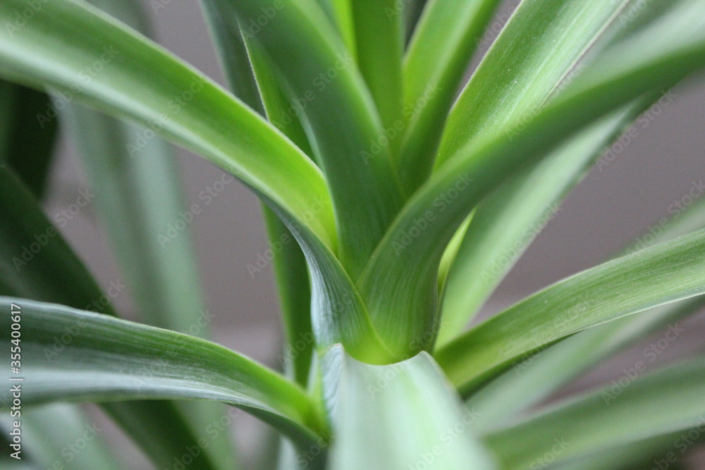 Yucca filamentosa yuca plant green apartment plant Agavoideae