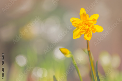 Yellow Narcissus daffodil flower with a bokeh background.