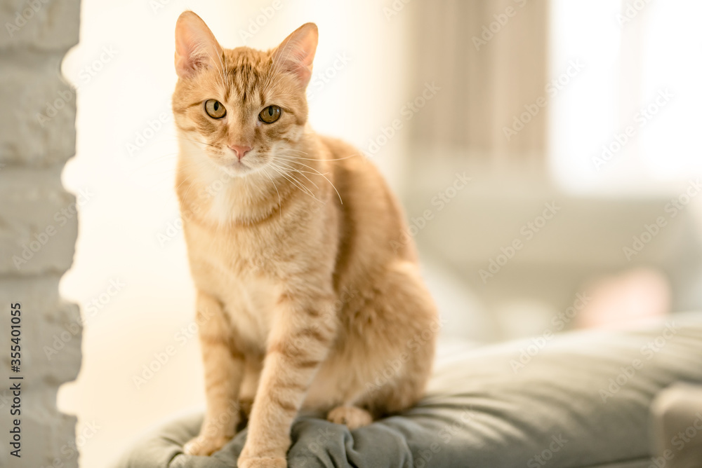 Portrait of a pretty domestic ginger tabby cat is sitting on a sofa. Concept Love and Care, home comfort and friendship pets Portrait of a pretty domestic ginger tabby cat is sitting on a sofa. Concept Love and Care, home comfort and friendship pets