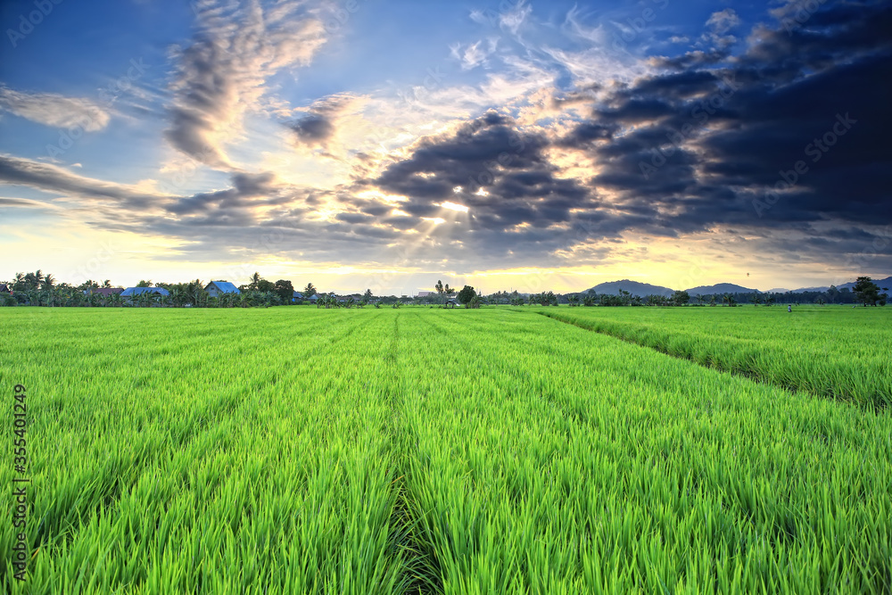 Fototapeta premium green field and blue sky