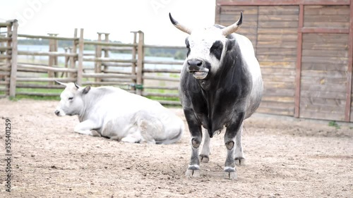 agriculture two cows on a farm stockyard bull is chewing photo