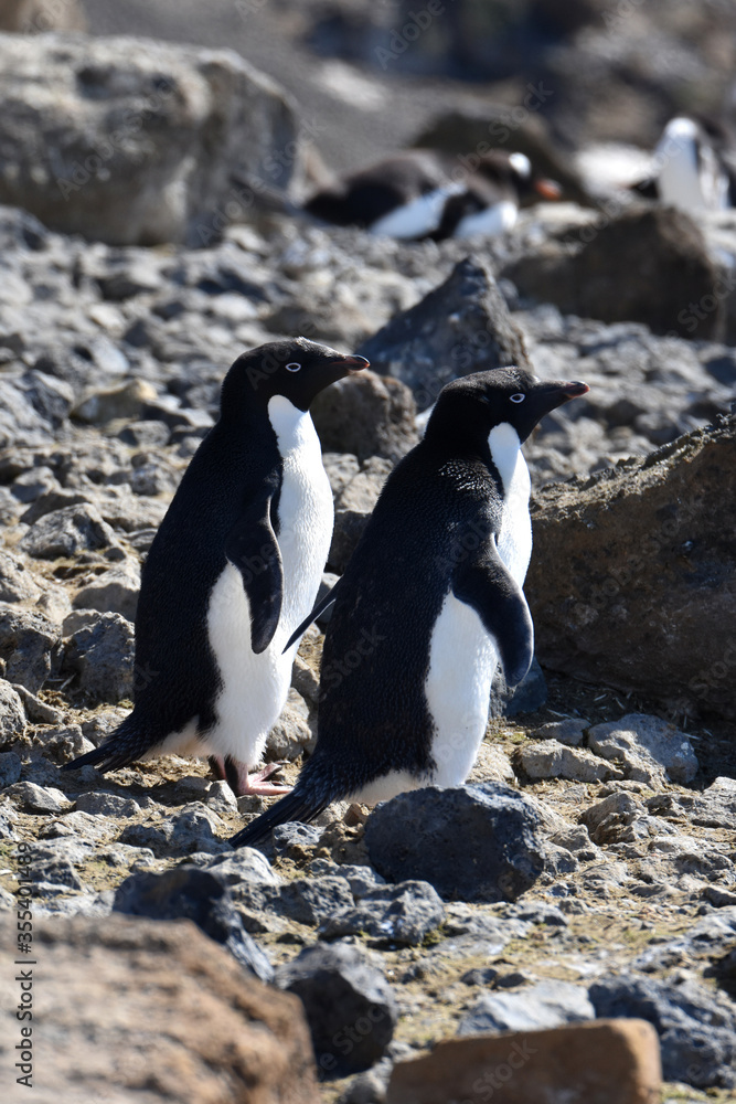 Obraz premium Adelie penguin at Brown Bluff, Antarctica