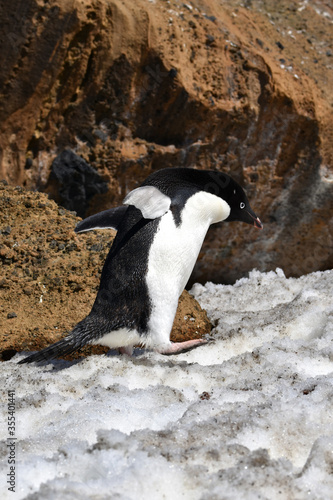 Adelie penguin at Brown Bluff  Antarctica