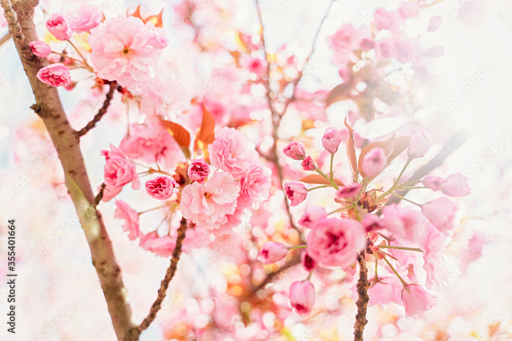 Sakura Flower or Cherry Blossom close up photo. Beautiful spring flowers. A lot of blooming pink flowers on cherry tree branches. Uzhgorod sakura. Sakura Flower or Cherry Blossom close up photo. Beautiful spring flowers. A lot of blooming pink flowers on cherry tree branches. Uzhgorod sakura.