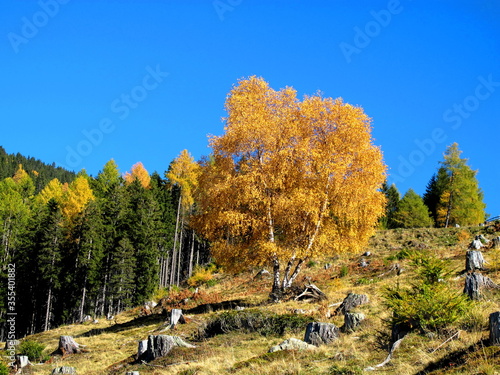 birke mir herbstlaub am mirnock photo