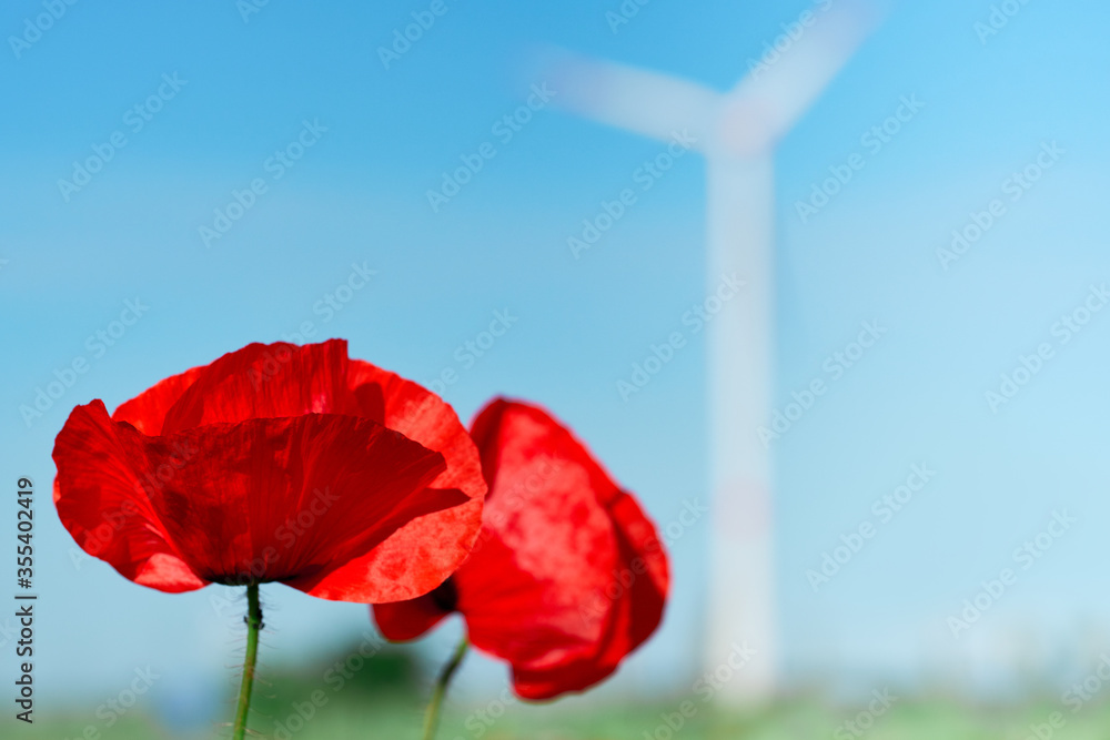 Obraz premium Hand holding red poppy and blue cornflowers outdoors on a spring field with flowers with windmill, wind turbine, copy-space. Alternative green energy, eco friendly electricity production..
