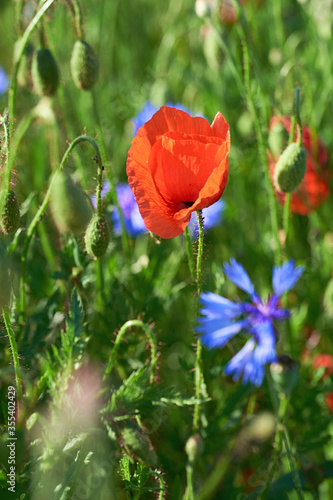 Close-up on flaming red poppies and bright blue cornflowers outdoors on a field in end of May, beginning of June.