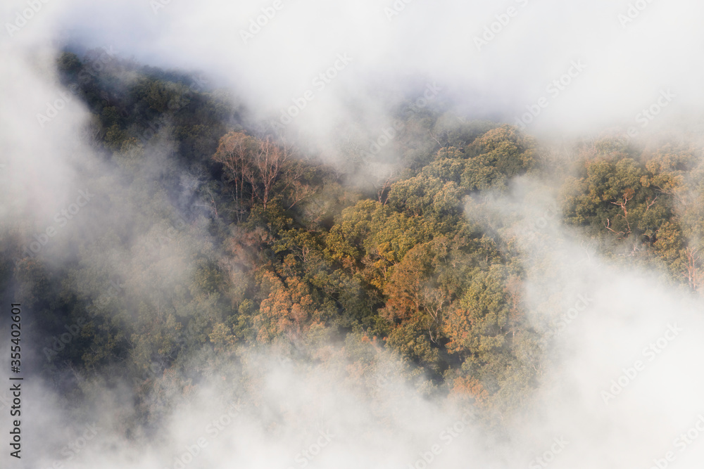 Foggy landscape or tree scape at  the mountains