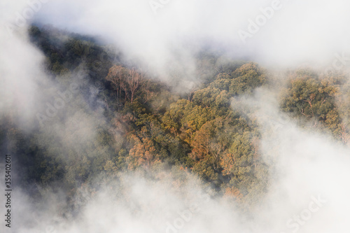 Foggy landscape or tree scape at the mountains