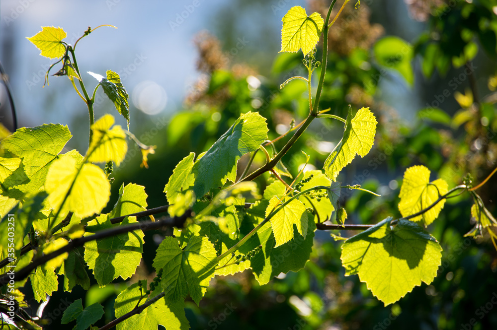 grape leaves bathed in the evening sun