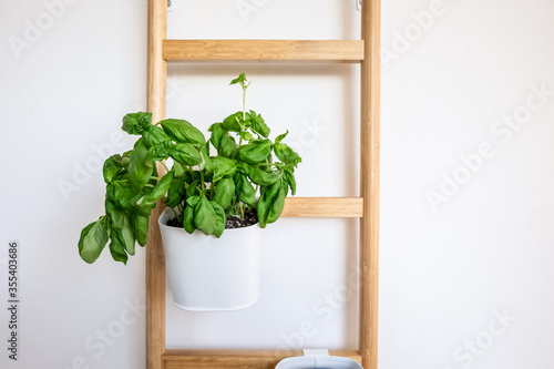 Basil plant in a white pot on a balcony